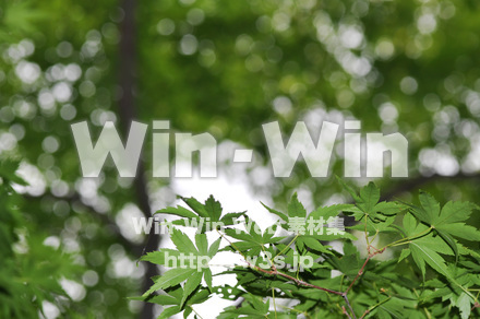 もみじの写真素材 W-017224