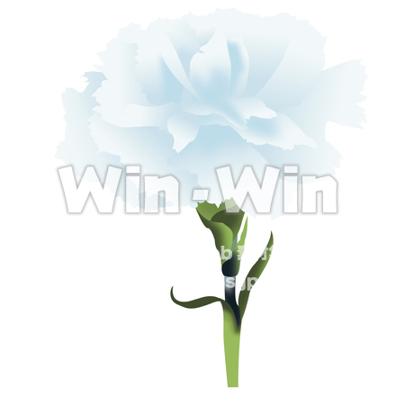 白いカーネーションのCG・イラスト素材 W-016614