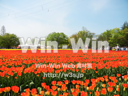 チューリップ畑の写真素材 W-017633
