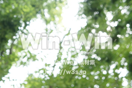 木漏れ日の写真素材 W-016795