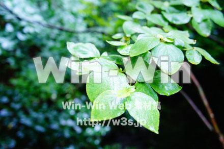 葉の写真素材 W-017493