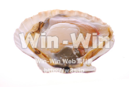 ホタテの写真素材 W-017014