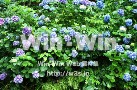 あじさいの写真素材 W-017382