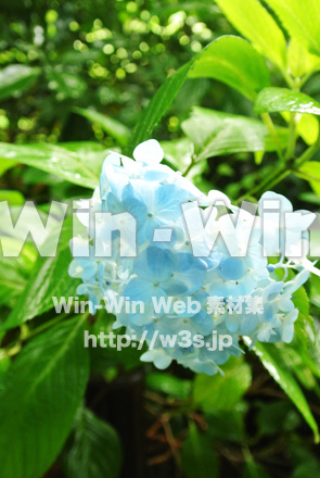 あじさい　水色の写真素材 W-017414