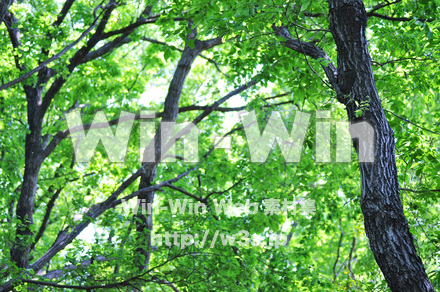 新緑の写真素材 W-016688