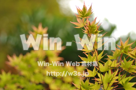 もみじの写真素材 W-017219