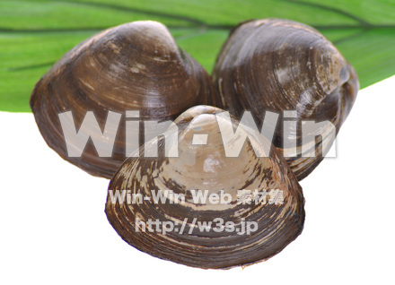 ホッキ貝の写真素材 W-017011