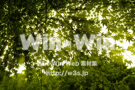 青もみじの木漏れ日の写真素材 W-017417