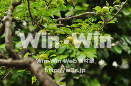 梅の実ですの写真素材 W-017208