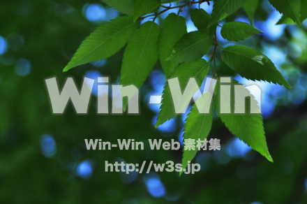 新緑の写真素材 W-016701