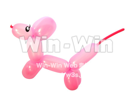 プードルの写真素材 W-017905