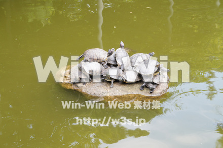 亀山盛りの写真素材 W-017647