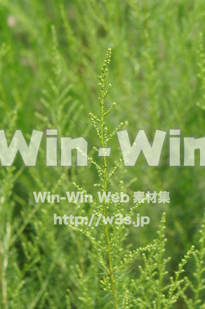 カワラヨモギの写真素材 W-017758