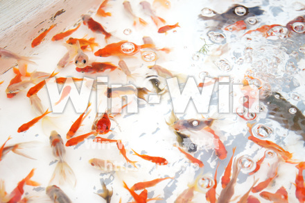 金魚すくいの写真素材 W-017653