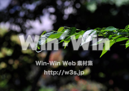 葉の写真素材 W-016693