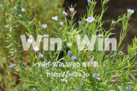 アマの写真素材 W-017748