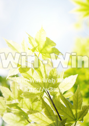 緑の紅葉の写真素材 W-016682