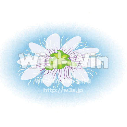 パッションフルーツ花のCG・イラスト素材 W-019208