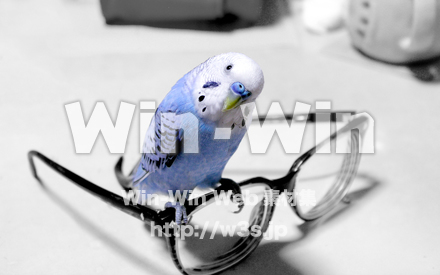 眼鏡とチョー吉くんの写真素材 W-018546