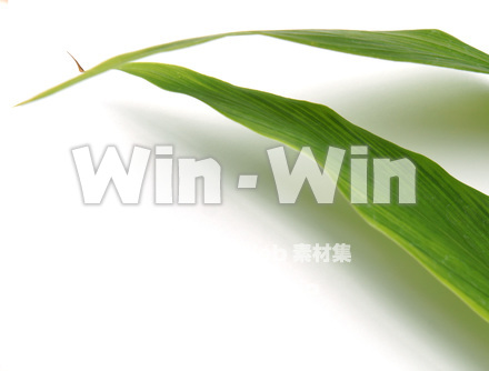 カーダモンの写真素材 W-018135