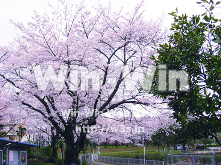 サクラの写真素材 W-018650