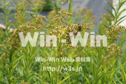 オオアワダチソウの写真素材 W-018141