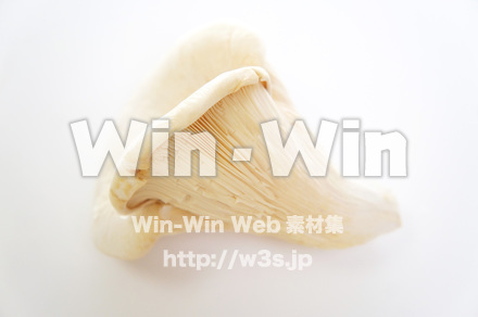 バイリング（はくれい茸）の写真素材 W-018187