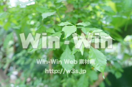 ロウソクの木の写真素材 W-018133