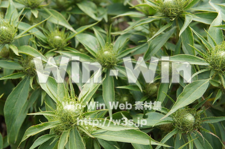 オオバナオケラの写真素材 W-018136