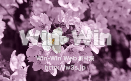 壁紙　桜の写真素材 W-018463