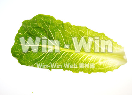 ロメインレタス（コスレタス）の写真素材 W-018101