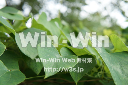 オオツヅラフジの写真素材 W-018139