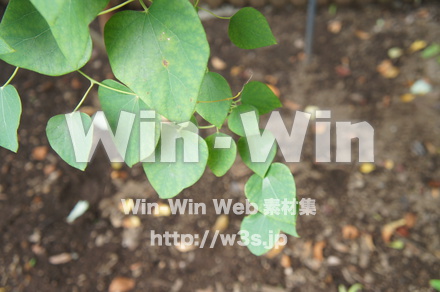 オオツヅラフジの写真素材 W-018137