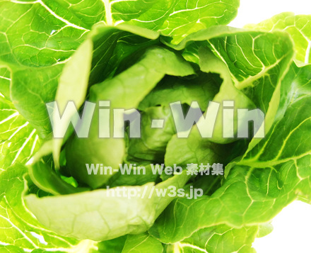 ロメインレタス（コスレタス）の写真素材 W-018100
