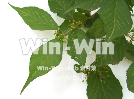 ムラサキシキブの写真素材 W-018134