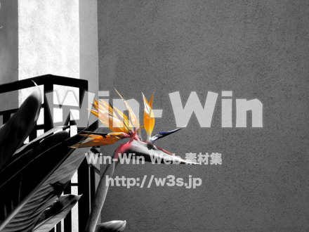 極楽鳥花の写真素材 W-019554