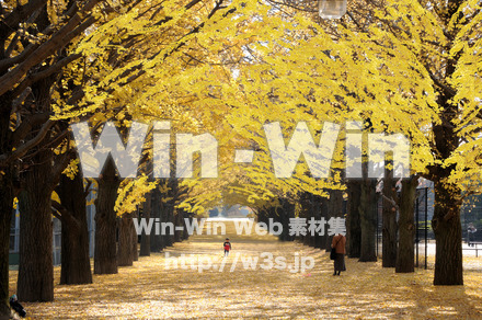 紅葉の写真素材 W-018146