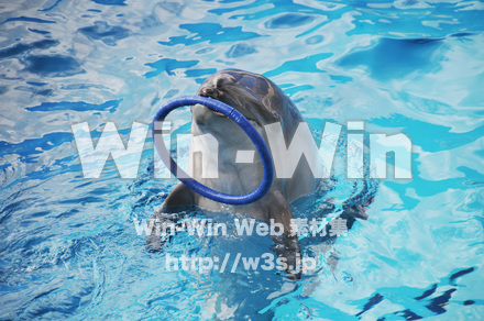 イルカの写真素材 W-018152