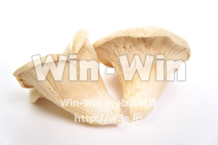 バイリング（はくれい茸）の写真素材 W-018186