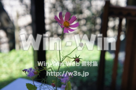 コスモスの写真素材 W-018225