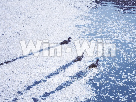 二ヶ領用水の写真素材 W-018688