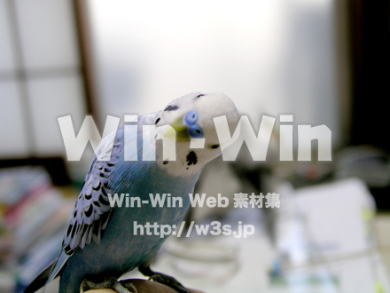 セキセイインコの写真素材 W-018541