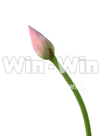 蓮のつぼみの写真素材 W-018157