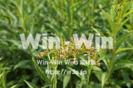 オオアワダチソウの写真素材 W-018140