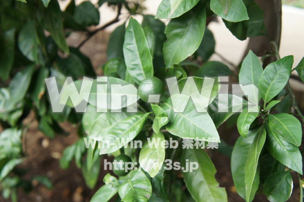 青みかんの写真素材 W-018159