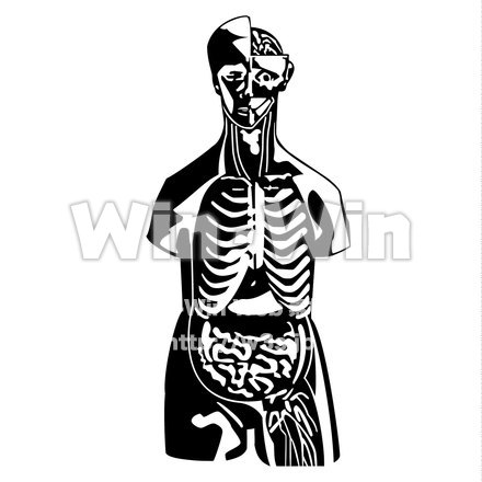 人体模型のシルエット素材 W-018082