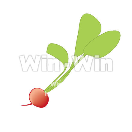 ラディッシュの淵線付きイラストのCG・イラスト素材 W-018562