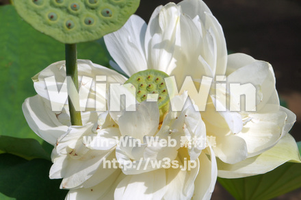 ハスの写真素材 W-018158