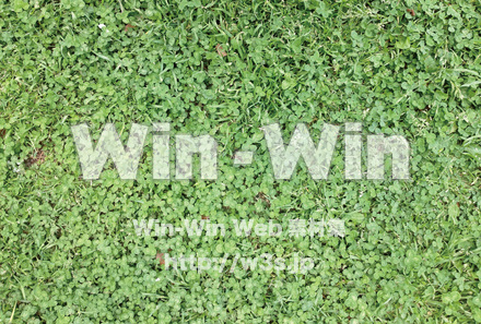 葉の写真素材 W-019281