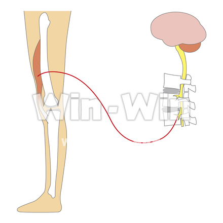 運動器のCG・イラスト素材 W-018497
